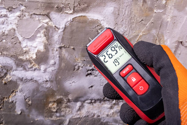 Best White Mold Remediation in Newton, MS